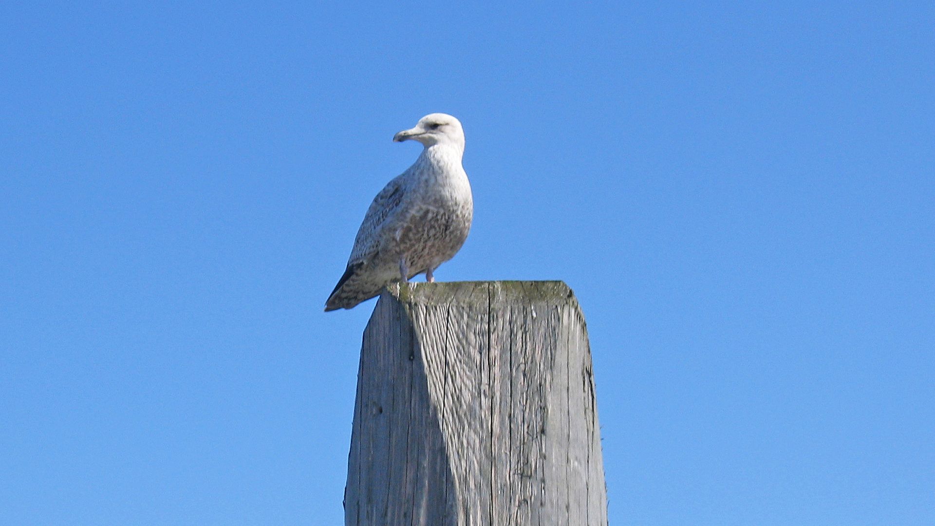 Möwe unter blauem Himmel